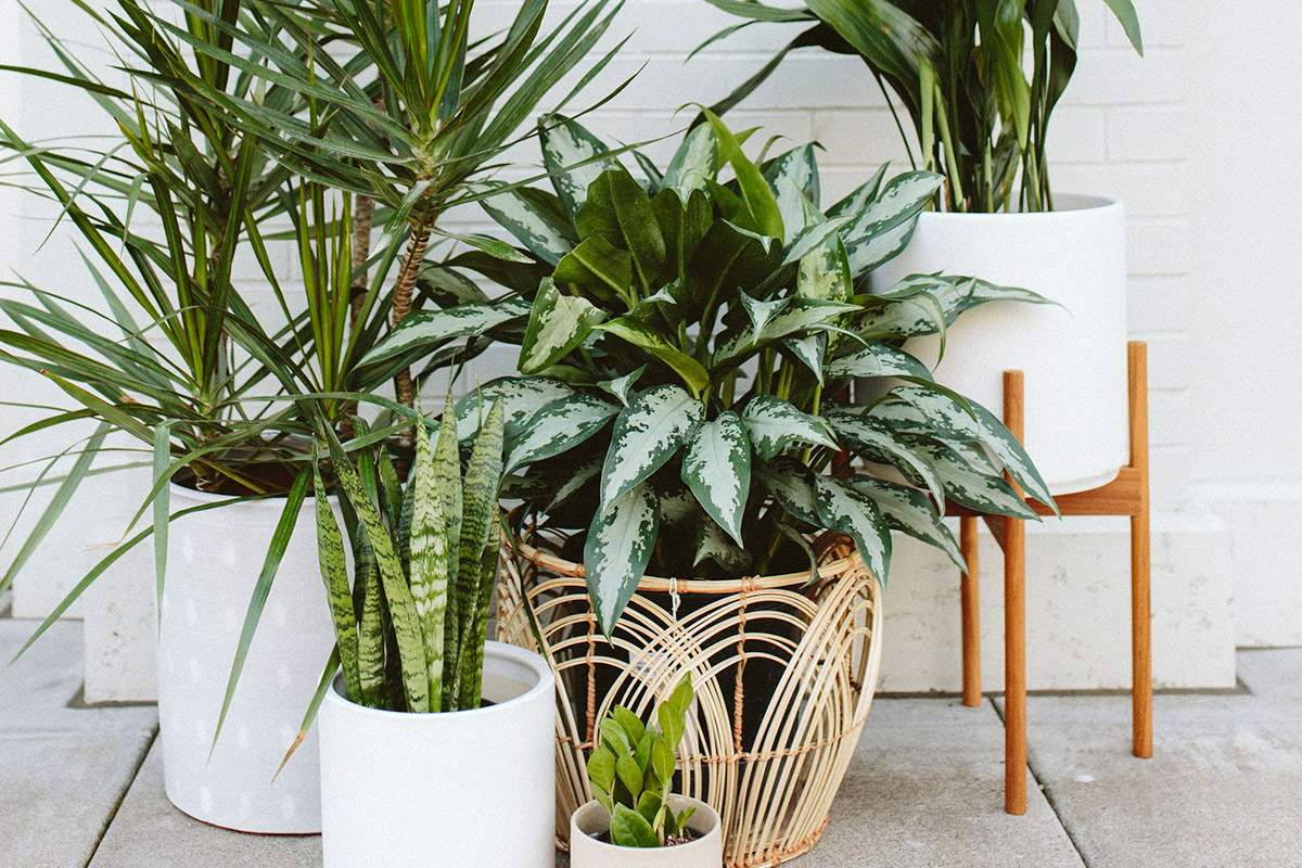 Houseplant Care That Just Plain Works
