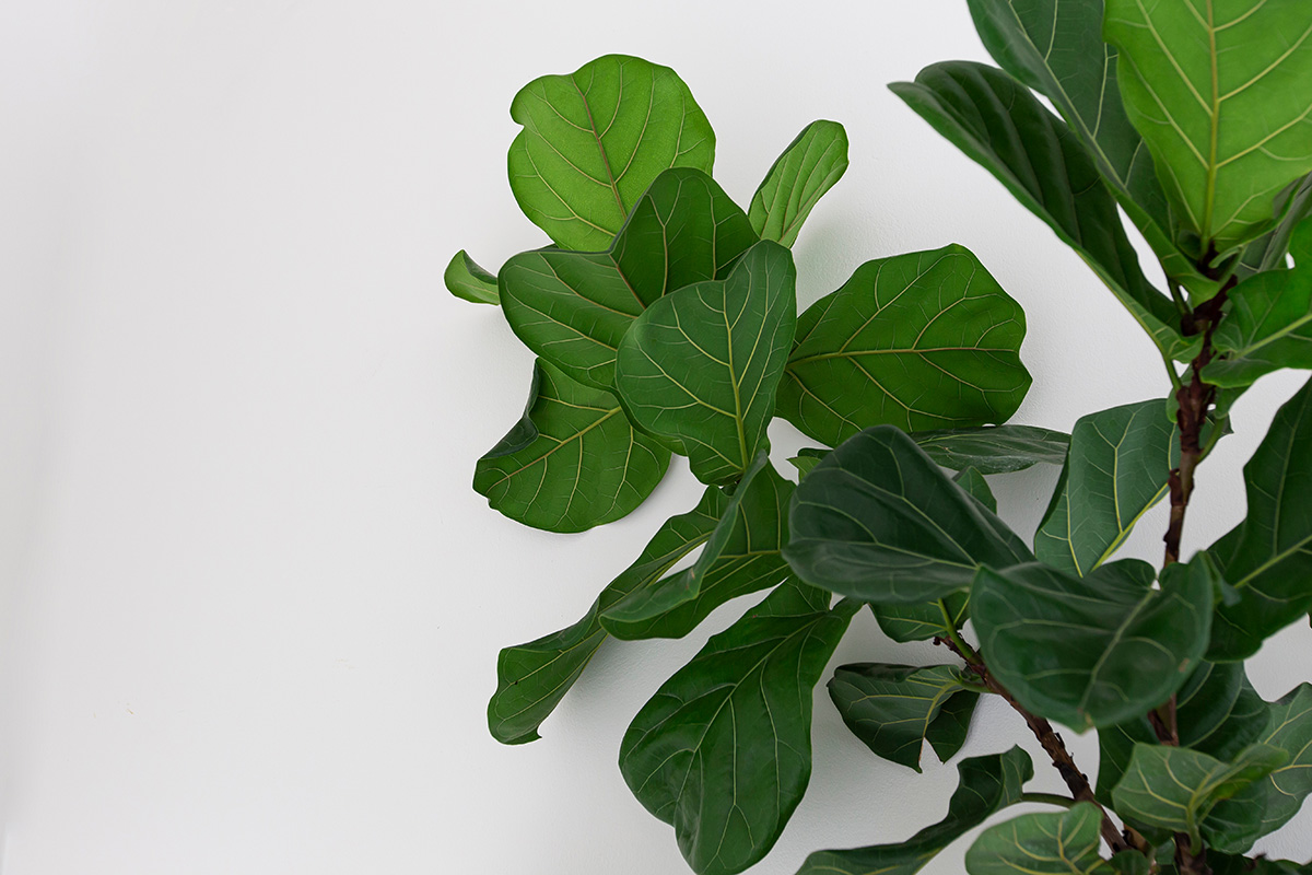 How to Take Care of Fiddle Leaf Fig