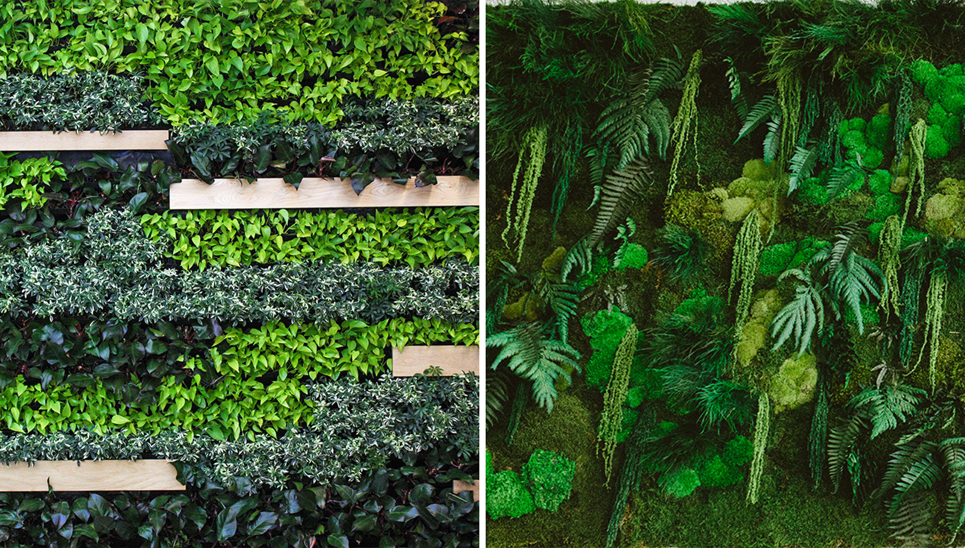 The Difference Between Living Walls & Moss Walls - Dennis' 7 Dees
