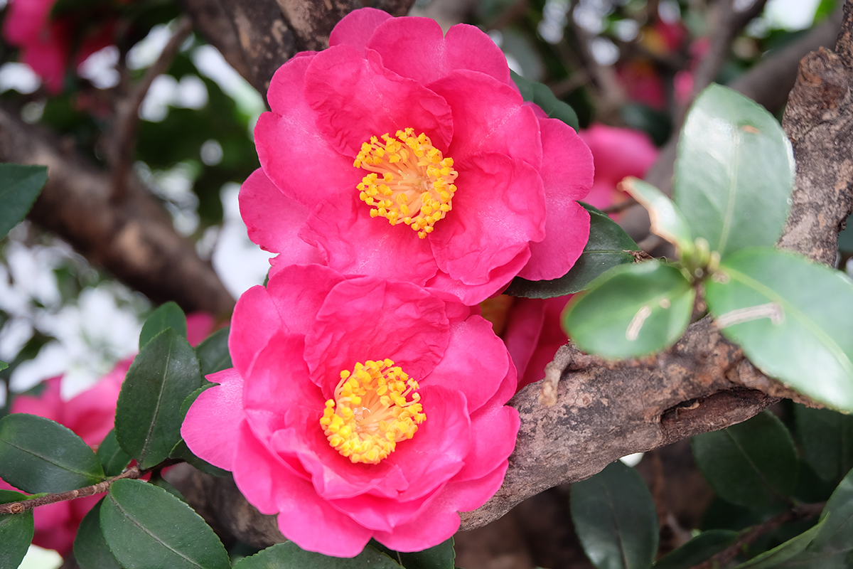 Sasanqua Camellias for Fall & Winter Color - Dennis' 7 Dees | Landscaping  Services & Garden Centers