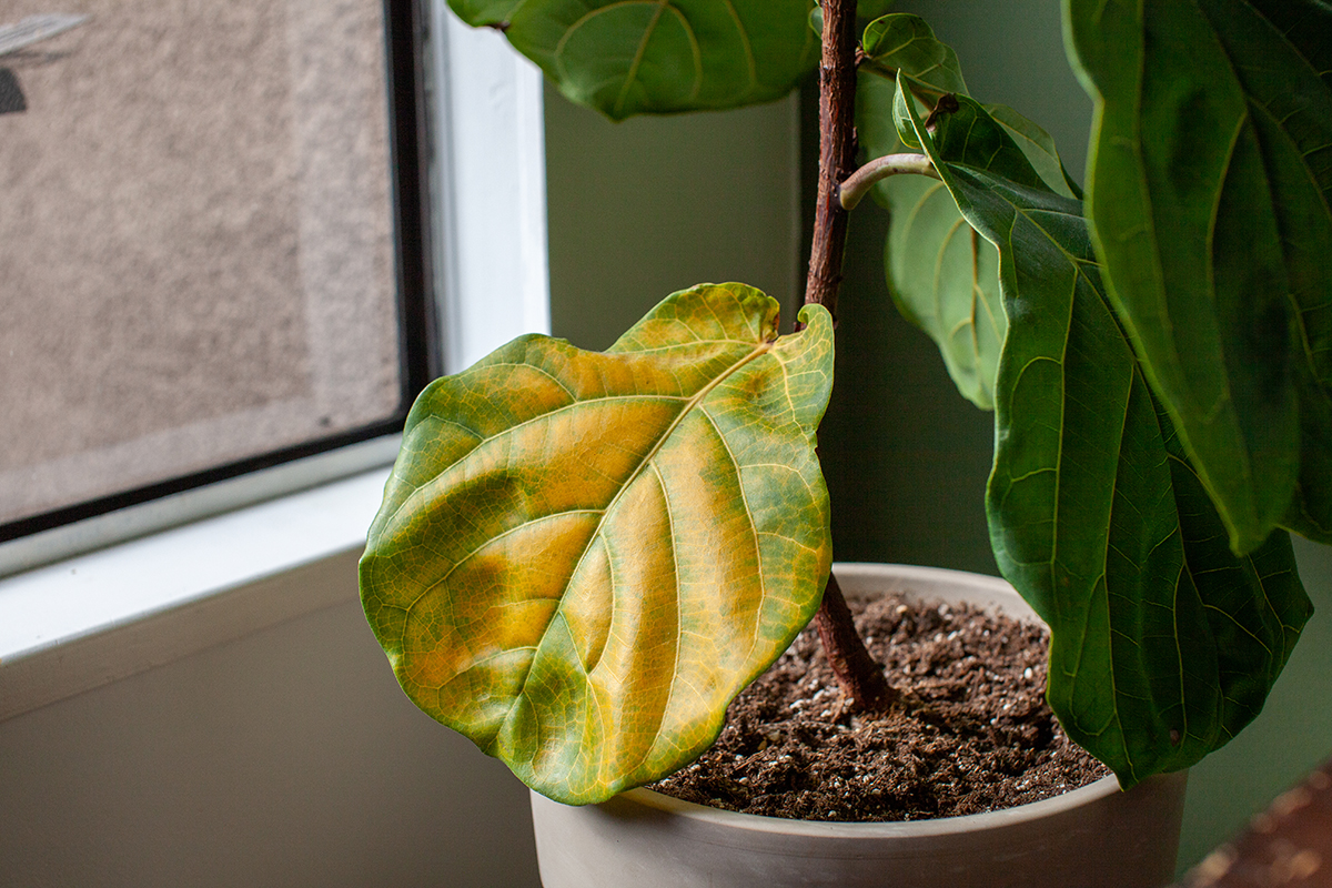 Common Houseplant Problems Yellow Leaves 