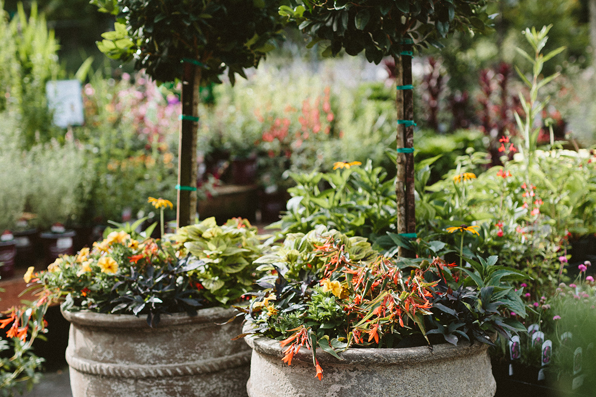 9 Filler Ideas For Large Planters  Large planters, Pot filler, Diy flower  pots