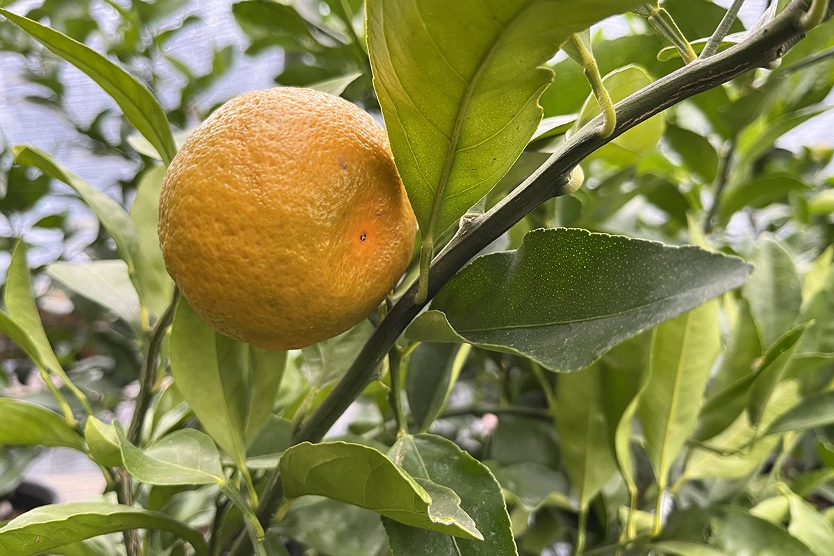 How to Store Mandarins and Prevent Rot